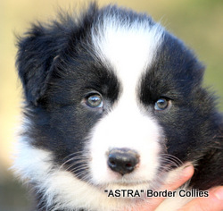 black and white MALE border collie puppy